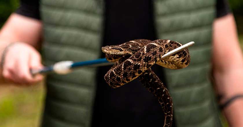 Conheça 6 cobras incríveis encontradas nas matas de Jaraguá do Sul