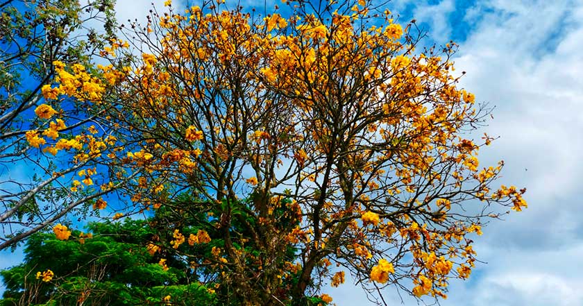 Florada Dos Ip S Encanta E Colore Cen Rio Urbano Em Jaragu Do Sul