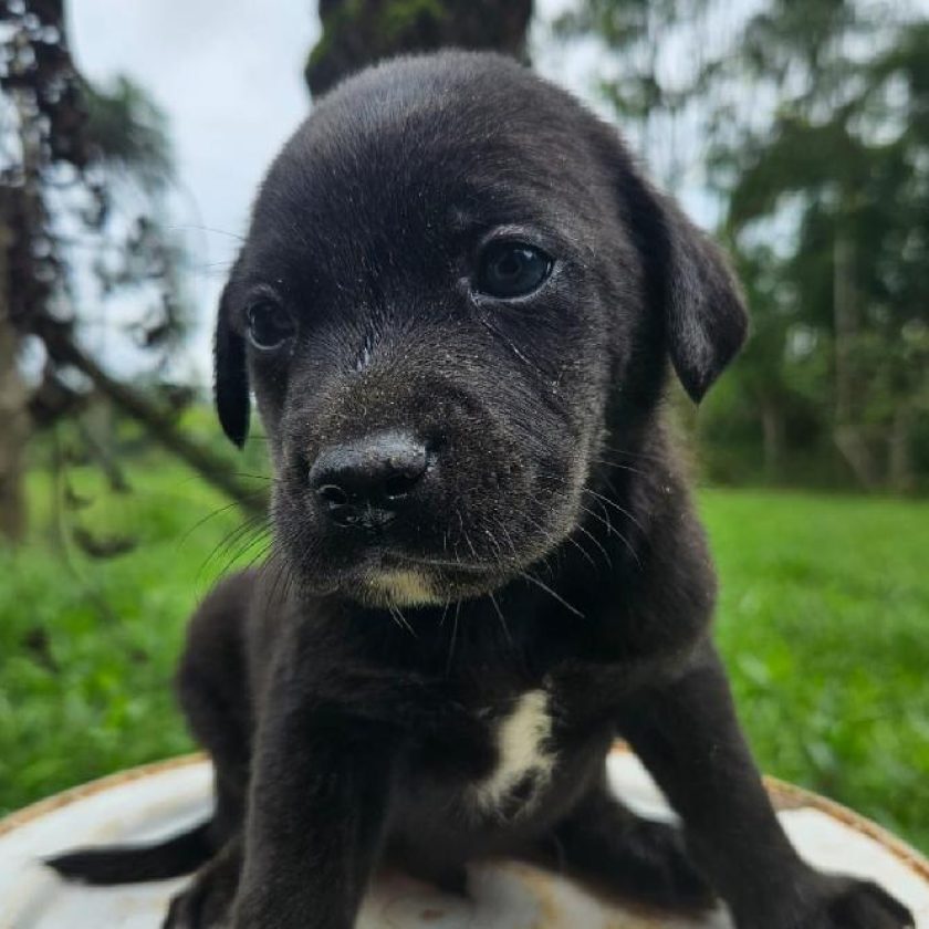 Foto: Divulgação/Fujama