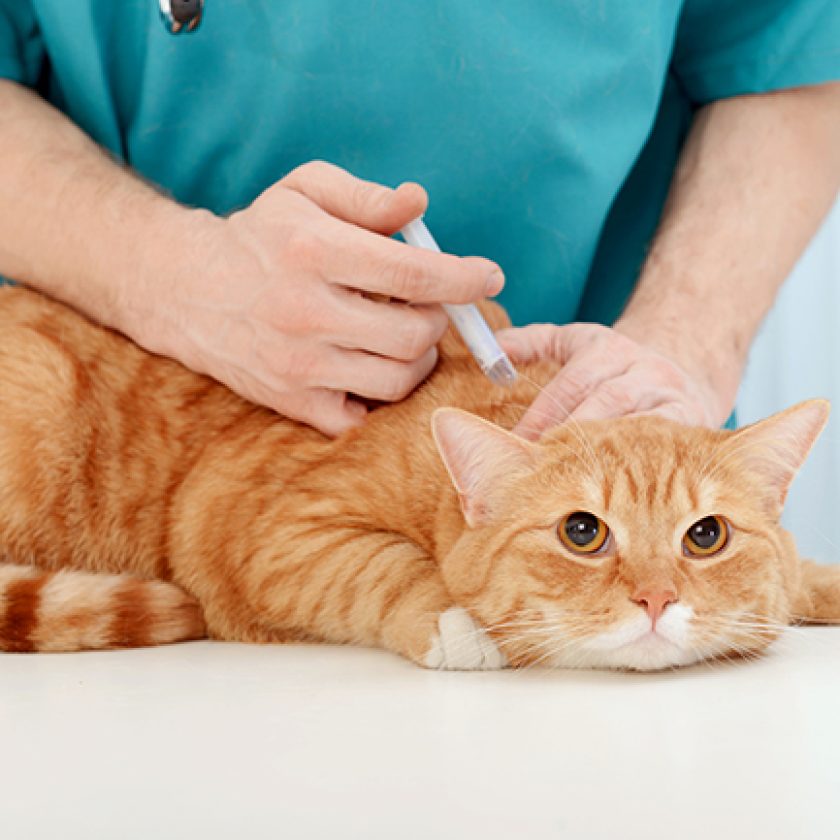 Doctor veterinarian examining beautiful adult cat