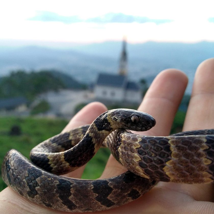 cobras-jaragua-sul-dormideira-fujama-chiesetta-alpina